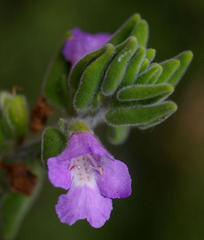 Prostanthera densa