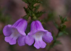 Prostanthera cryptandroides