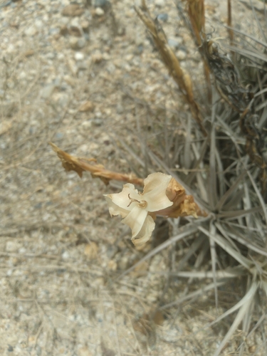 Tillandsia prolata, photograph 6