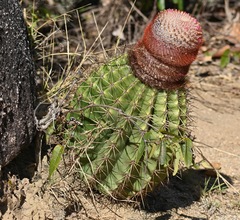 Melocactus intortus