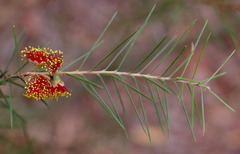Melaleuca brachyandra