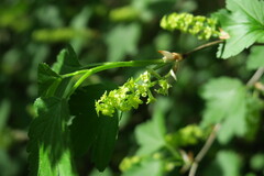 Ribes alpinum