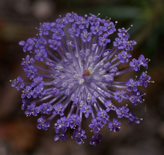 Trachymene coerulea