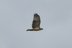 Buteo solitarius