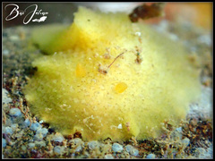 Doriopsis granulosa