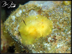 Doriopsis granulosa