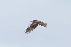 Buteo solitarius