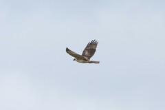 Buteo solitarius