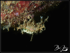 Eubranchus