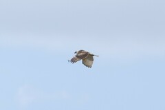 Buteo solitarius