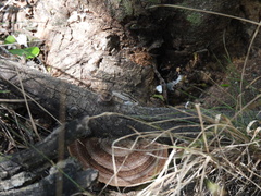 Sceloporus variabilis