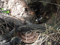 Sceloporus variabilis