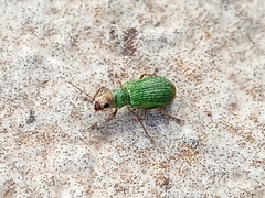 Pachyrhinus lethierryi