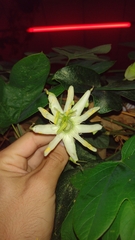 Passiflora setacea