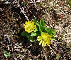 Oxygraphis glacialis