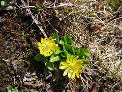 Oxygraphis glacialis