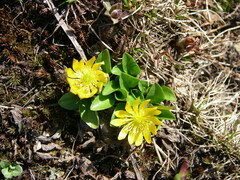 Oxygraphis glacialis