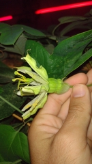 Passiflora setacea