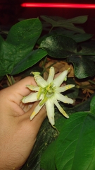 Passiflora setacea