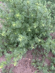 Oncosiphon pilulifer