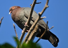Patagioenas squamosa