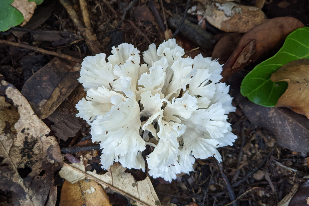 Irpex rosettiformis · January 2023 · photo: © kristofz (iNaturalist, cc-by)