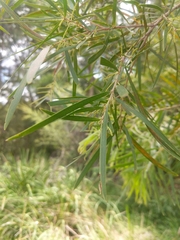 Acacia floribunda