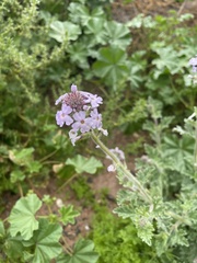 Glandularia gooddingii