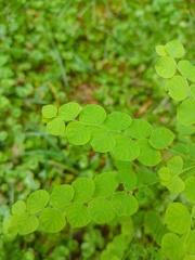 Phyllanthus orbiculatus