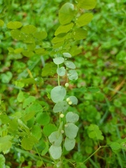 Phyllanthus orbiculatus