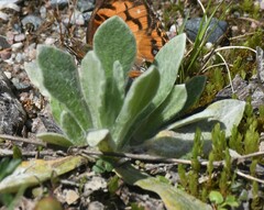 Anaphalis margaritacea