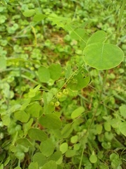 Phyllanthus orbiculatus