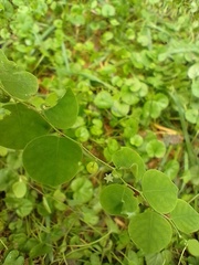 Phyllanthus orbiculatus