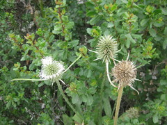 Dipsacus sativus
