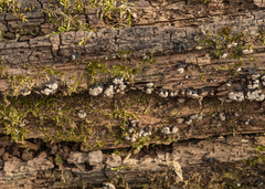 Xylobolus frustulatus