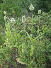Dipsacus sativus
