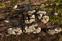 Xylobolus frustulatus