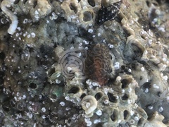 Spurilla braziliana