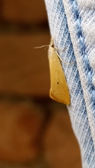 Scirpophaga