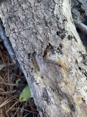 Lithobius forficatus