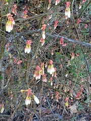 Vaccinium elliottii