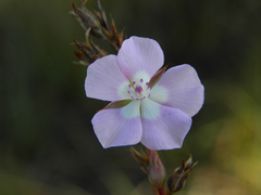 Sauvagesia deflexifolia