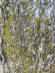 Quercus douglasii
