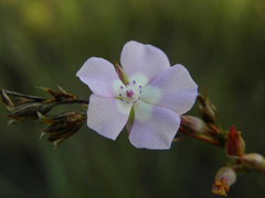 Sauvagesia deflexifolia