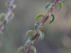 Sauvagesia deflexifolia