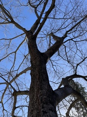 Quercus douglasii