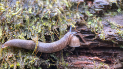 Philomycus carolinianus
