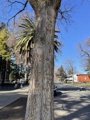 Quercus douglasii