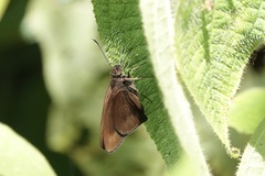 Ancistroides nigrita