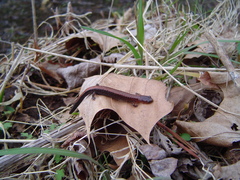 Plethodon serratus